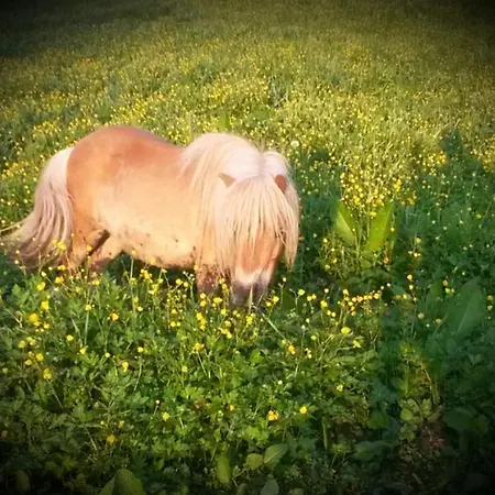 公寓 Au Paradis Des Crins Studio Rez De Chaussee Avec Jardin Et Un Autre Studio En Duplex Avec Terrasse *