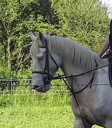 Au Paradis Des Crins Studio Rez De Chaussee Avec Jardin Et Un Autre Studio En Duplex Avec Terrasse 公寓 Templeuve-en-Pevele