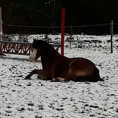 公寓 Au Paradis Des Crins Studio Rez De Chaussee Avec Jardin Et Un Autre Studio En Duplex Avec Terrasse *