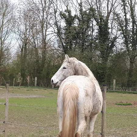 Au Paradis Des Crins Studio Rez De Chaussee Avec Jardin Et Un Autre Studio En Duplex Avec Terrasse Templeuve-en-Pevele